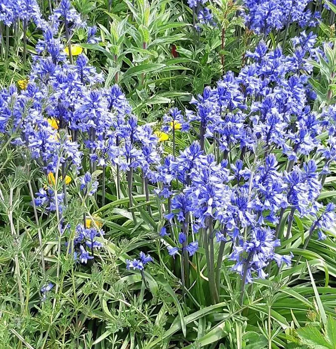 The Bluebell Guest House-1