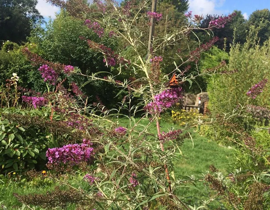 Fern Cottage-1