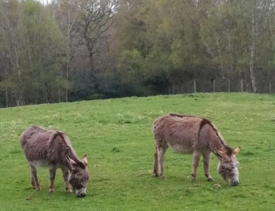Durham Donkey Rescue Shepherd'S Hut-1