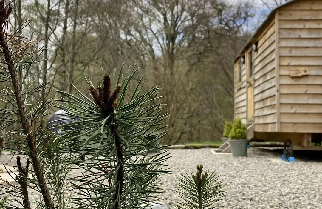Highland Bear Lodge & Woodland Bear Huts-1