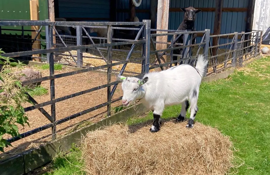 Willow Court Farm-Studio North & Petting Farm, 8 Mins From Legoland & Windsor, 15 Mins From Lapland Uk-1