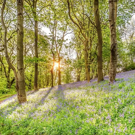 Nesscliffe-2