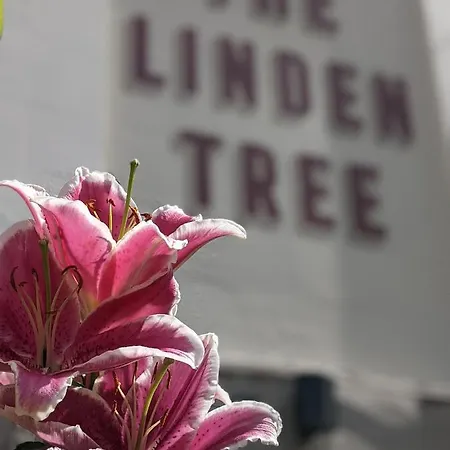 Linden Tree-3