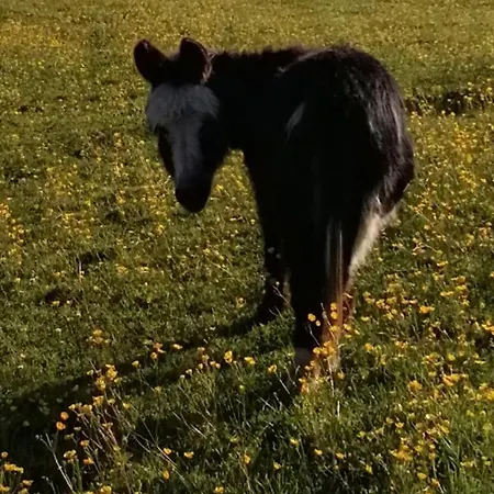 Durham Donkey Rescue Shepherd'S Hut-3