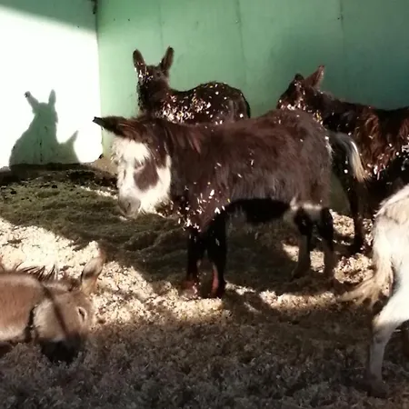 Durham Donkey Rescue Shepherd'S Hut-2