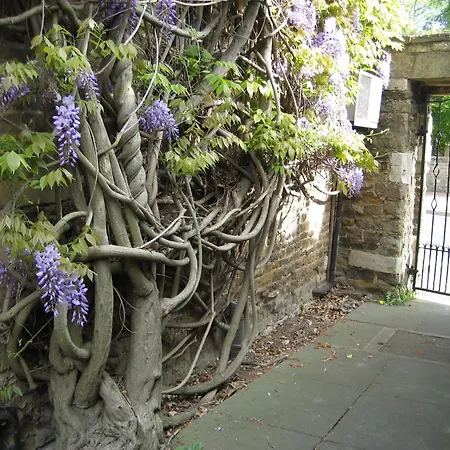 Wisteria Hotel-3