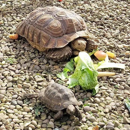 Hideaway Escapes: Farmhouse B&B with Animal Encounters in Pembrokeshire-2