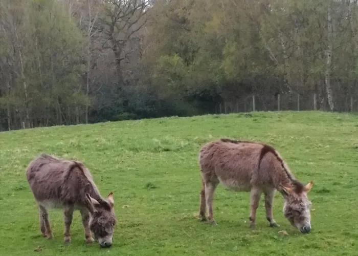 Durham Donkey Rescue Shepherd'S Hut Hotel
