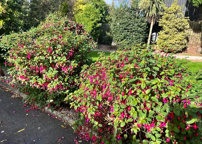 Ashfield Bed & Breakfast Belfast