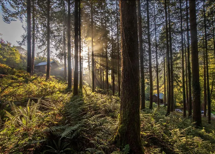 Glentress Forest Cabins - Forest Holidays Peebles
